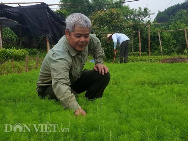Thị trường - Tiêu dùng - Ở đây dân ăn nên làm ra nhờ nghề ươm cây giống