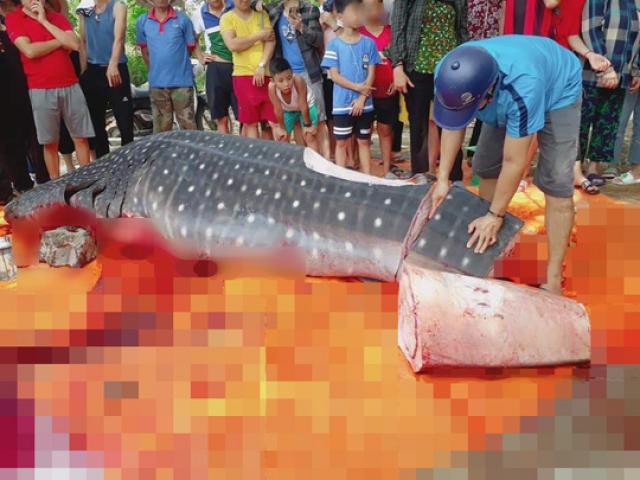 Nóng 24h qua: Thực hư thông tin ngư dân Sầm Sơn xẻ thịt cá voi nhám quý hiếm nặng gần 1 tấn