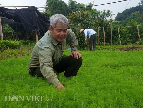Ở đây dân ăn nên làm ra nhờ nghề ươm cây giống - 1