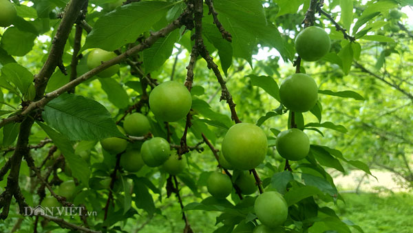 Ở đây dân ăn nên làm ra nhờ nghề ươm cây giống - 3