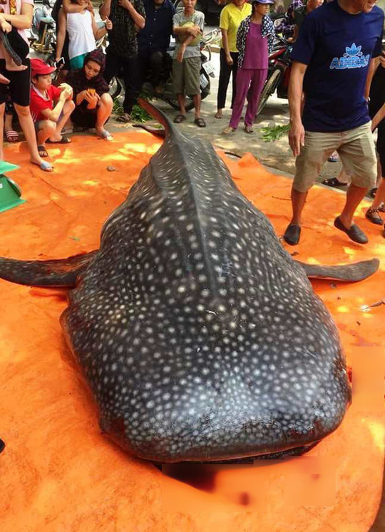 Vụ ngư dân Sầm Sơn xẻ thịt cá “khủng”: Tổng cục Thủy sản vào cuộc - 1