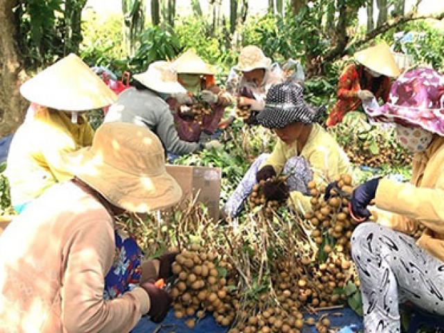 Nhãn xuồng cơm vàng Bình Thuận “lên đời”: Dày cùi, ngọt lịm và cực ngon
