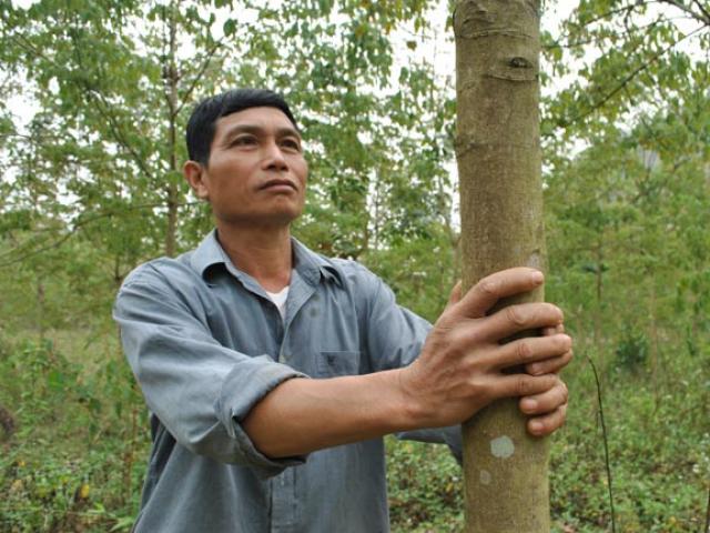 Thị trường - Tiêu dùng - Sự thật khác về cao su Tây Bắc: Nông dân tay trắng vì "vàng trắng"