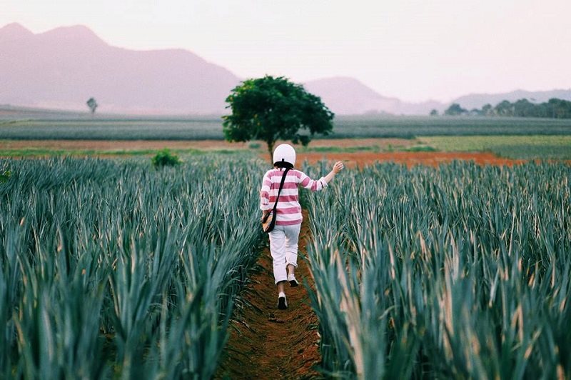 Giới trẻ phát 'sốt' với cánh đồng dứa đẹp mê mẩn ở Ninh Bình - 5