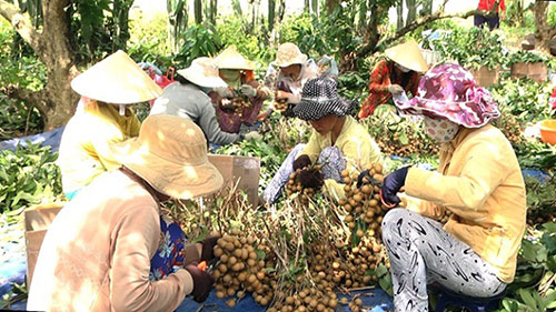 Nhãn xuồng cơm vàng Bình Thuận “lên đời”: Dày cùi, ngọt lịm và cực ngon - 1