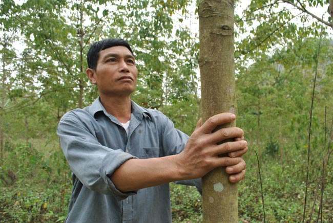 Sự thật khác về cao su Tây Bắc: Nông dân tay trắng vì &#34;vàng trắng&#34; - 1