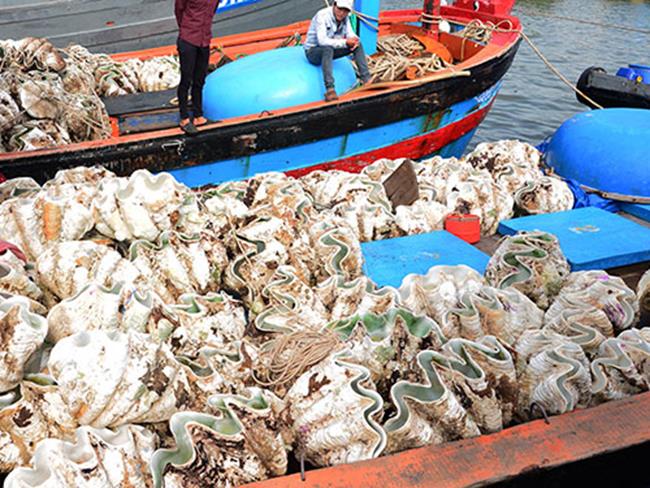 Vỏ sò tai tượng có giá dao động từ 10 – 50 triệu đồng. Đây là một “kho báu sống” dưới đáy biển, nhưng lại là loài thủy sinh quý hiếm thuộc danh mục Sách đỏ Việt Nam.