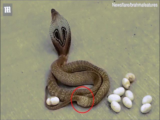 Phi thường - kỳ quặc - Tò mò xem rắn hổ mang đẻ trứng giữa đường