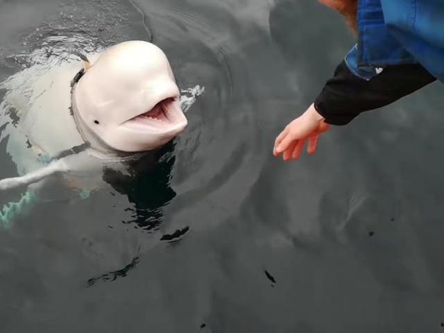 Thế giới - Sự thật chuyện cá voi trắng là “gián điệp của Nga” tại cảng Na Uy