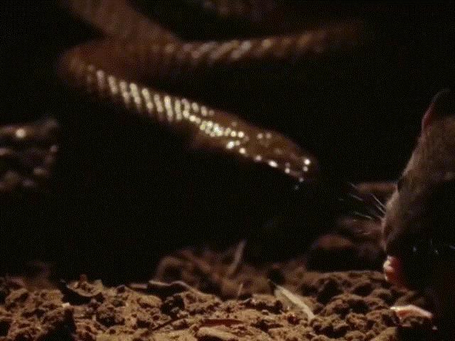 Media - Cận cảnh mãng xà sát thủ, "kẻ ban tặng cái chết" phóng độc gấp 50 lần hổ mang chúa