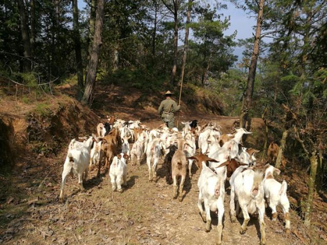 Kinh doanh - "Chán" làm trợ lý giám đốc, về quê nuôi dê kiểu mới mà phát tài