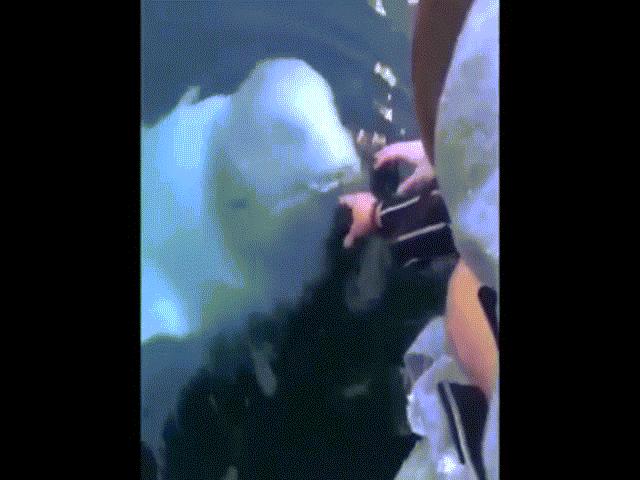 Bạn trẻ - Cuộc sống - Cá heo ngậm điện thoại trả lại người đánh rơi "gây sốt"