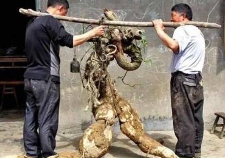 Tình cờ đào được rễ cây hình người, bán hơn trăm triệu tưởng lãi, hóa ra vẫn lỗ - 2