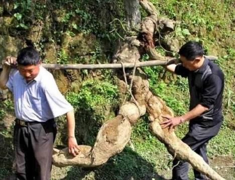 Tình cờ đào được rễ cây hình người, bán hơn trăm triệu tưởng lãi, hóa ra vẫn lỗ - 3