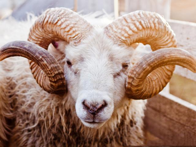 Phi thường - kỳ quặc - Pháp: 15 con cừu được nhận vào lớp học chung với người