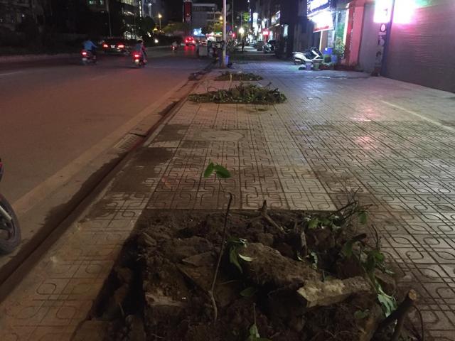 Tin tức trong ngày - Hàng trăm cây sấu ở Hà Nội bị chuyển đi trong đêm