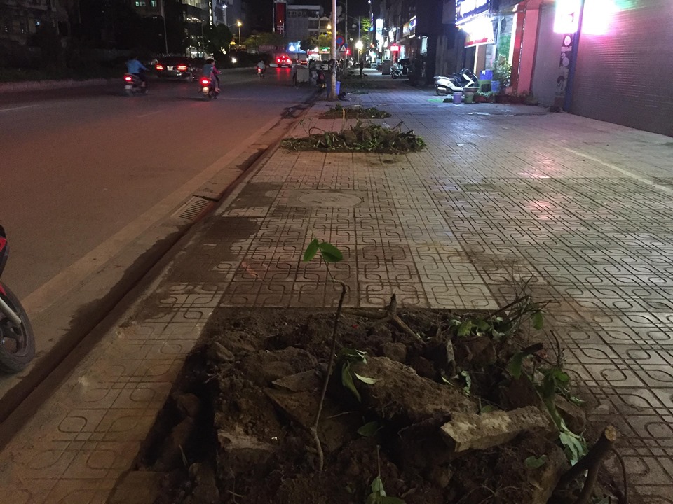 Hàng trăm cây sấu ở Hà Nội bị chuyển đi trong đêm - 3