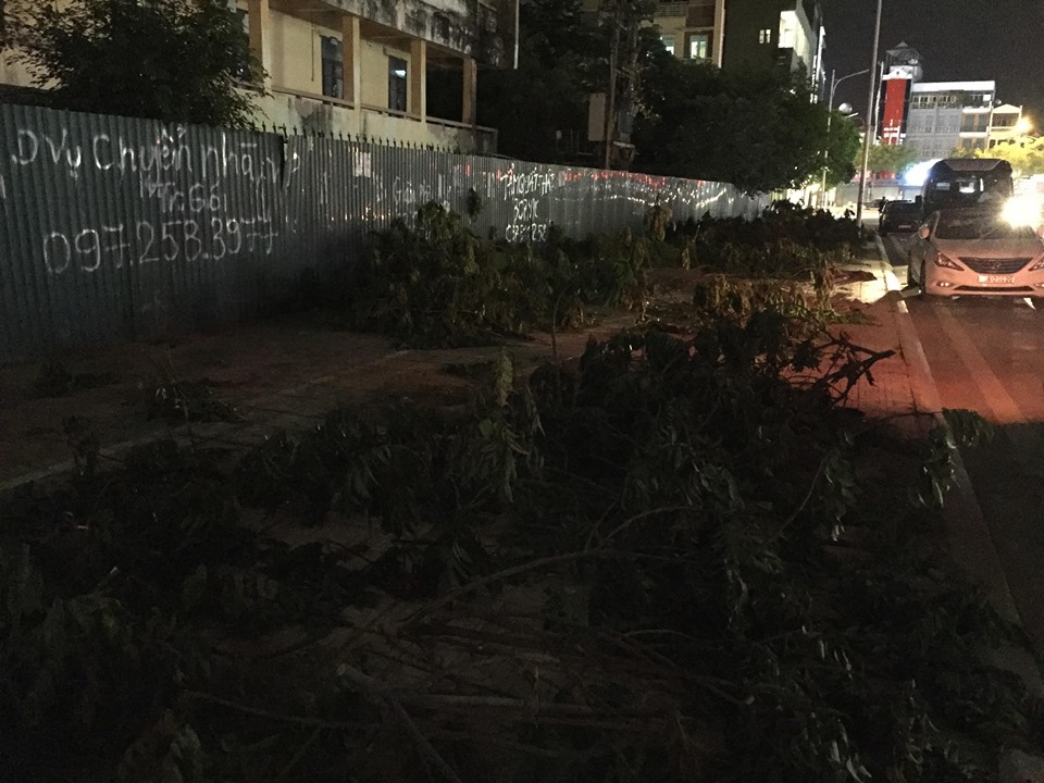 Hàng trăm cây sấu ở Hà Nội bị chuyển đi trong đêm - 2