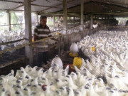 Thị trường - Tiêu dùng - Nuôi loài gà mặt đen sì lông trắng toát, lãi 600 triệu đồng/năm