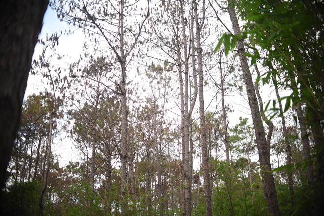 Cận cảnh 10 hecta rừng thông &#34;chết đứng&#34; vì bị &#34;đầu độc&#34; ở Lâm Đồng - 1