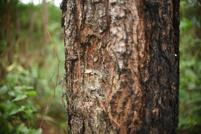 Cận cảnh 10 hecta rừng thông "chết đứng" vì bị "đầu độc" ở Lâm Đồng - 2