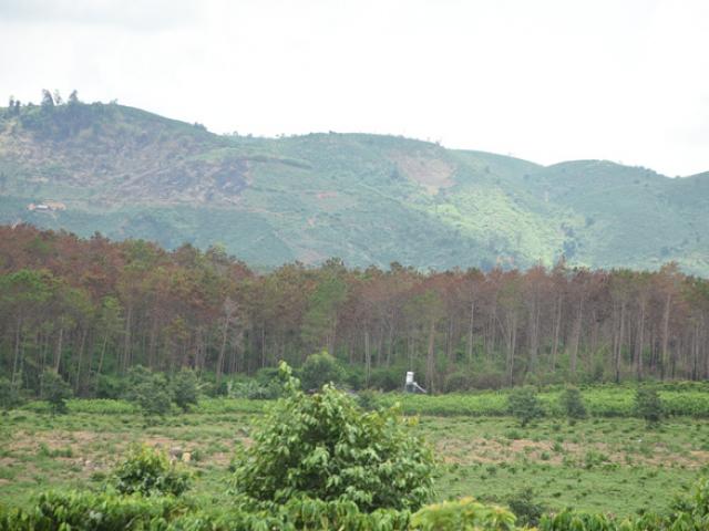 Cận cảnh 10 hecta rừng thông ”chết đứng” vì bị ”đầu độc” ở Lâm Đồng