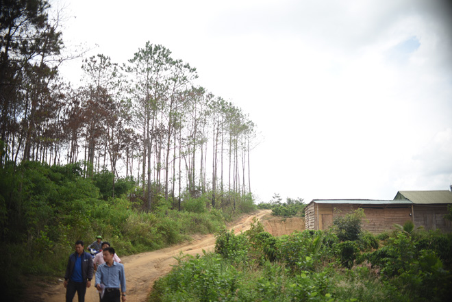 Cận cảnh 10 hecta rừng thông "chết đứng" vì bị "đầu độc" ở Lâm Đồng - 3