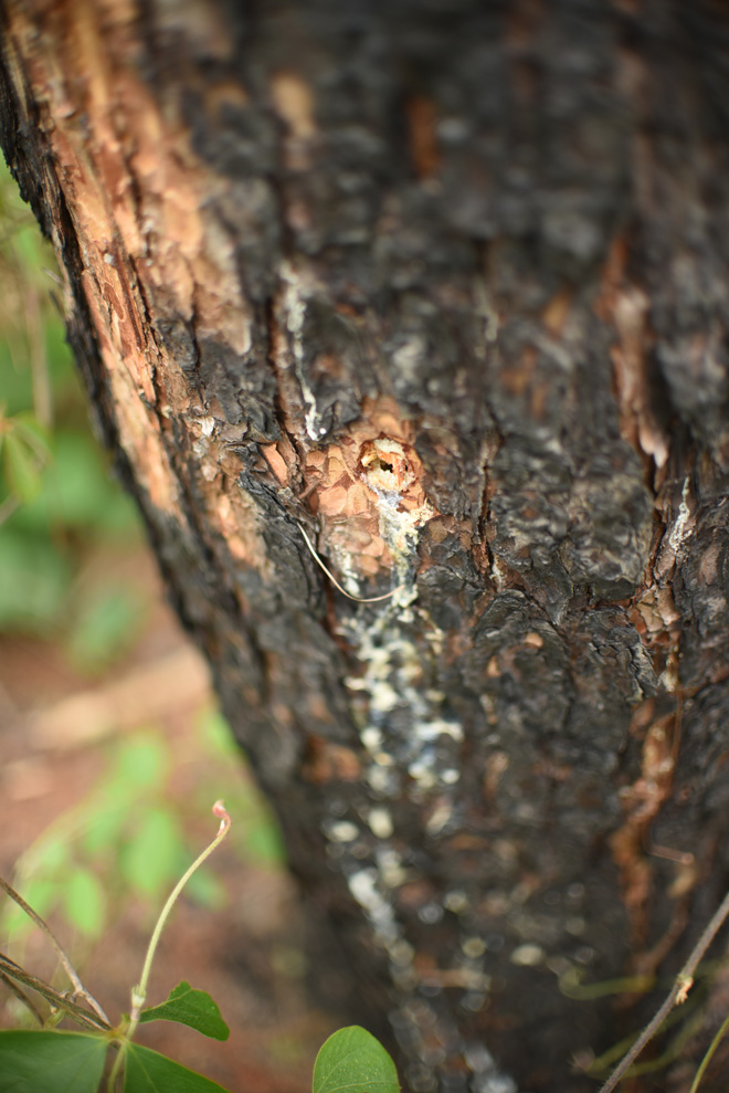 Cận cảnh 10 hecta rừng thông "chết đứng" vì bị "đầu độc" ở Lâm Đồng - 4