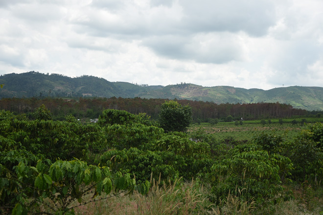 Cận cảnh 10 hecta rừng thông "chết đứng" vì bị "đầu độc" ở Lâm Đồng - 6