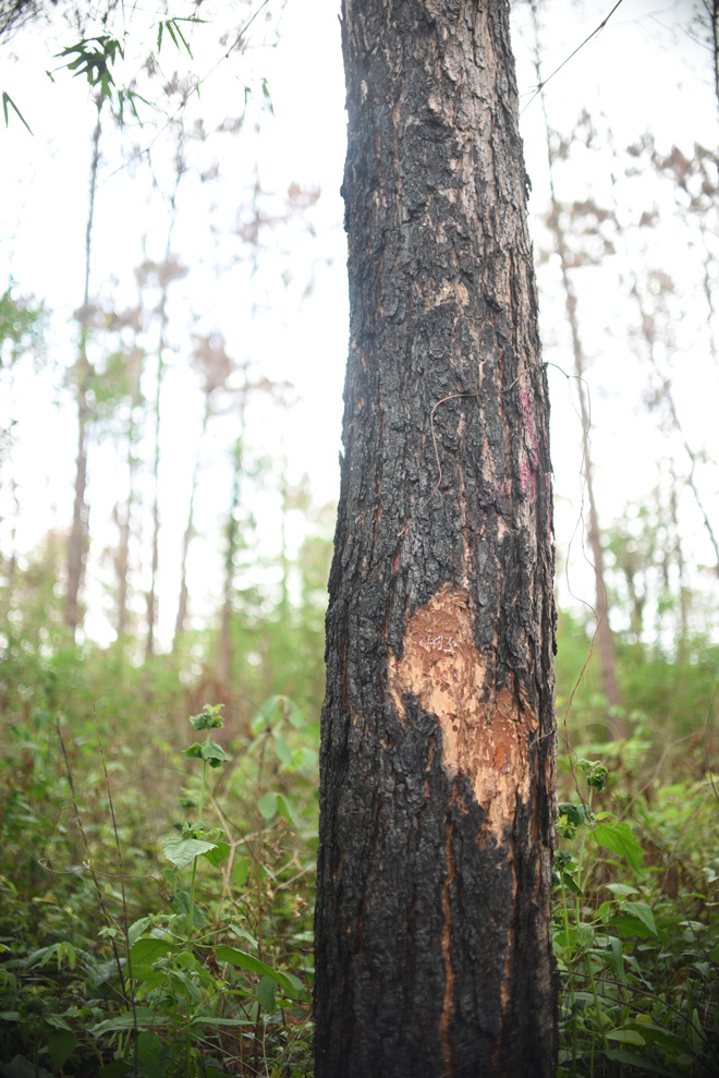 Cận cảnh 10 hecta rừng thông "chết đứng" vì bị "đầu độc" ở Lâm Đồng - 5