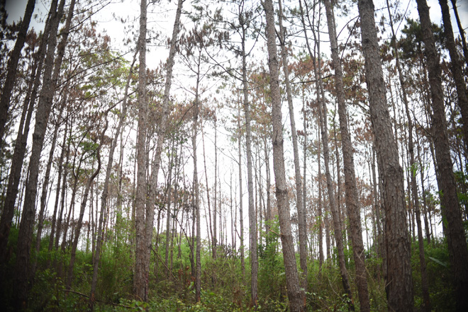 Cận cảnh 10 hecta rừng thông "chết đứng" vì bị "đầu độc" ở Lâm Đồng - 11