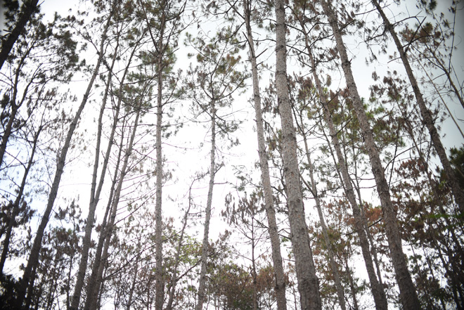 Cận cảnh 10 hecta rừng thông "chết đứng" vì bị "đầu độc" ở Lâm Đồng - 8