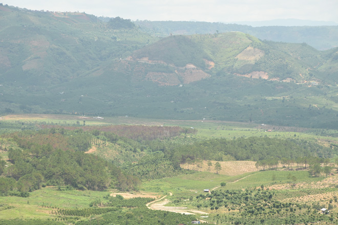 Cận cảnh 10 hecta rừng thông "chết đứng" vì bị "đầu độc" ở Lâm Đồng - 10