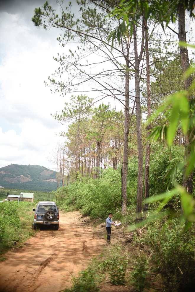 Cận cảnh 10 hecta rừng thông "chết đứng" vì bị "đầu độc" ở Lâm Đồng - 9