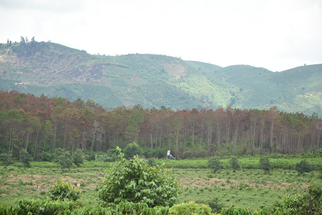 Cận cảnh 10 hecta rừng thông "chết đứng" vì bị "đầu độc" ở Lâm Đồng - 7