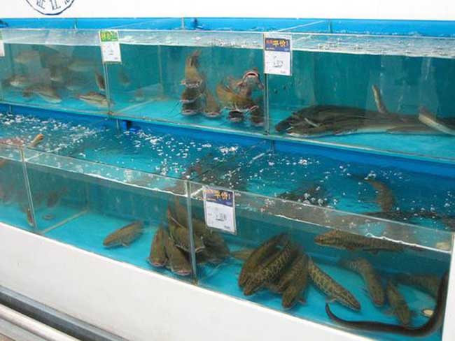2. Ở Mỹ, lươn thông thường được chế biến sẵn nhưng ở TQ thì họ lại bán nguyên con còn sống.