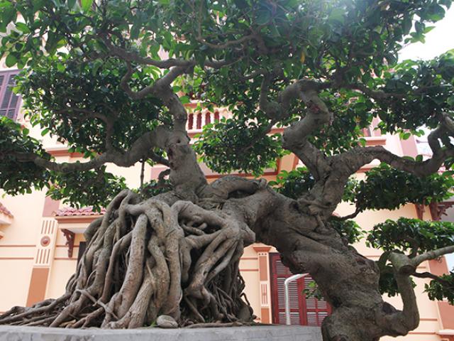 Thị trường - Tiêu dùng - Kỳ lạ sanh cổ “mọc ngược" giá gần 5 tỷ đồng