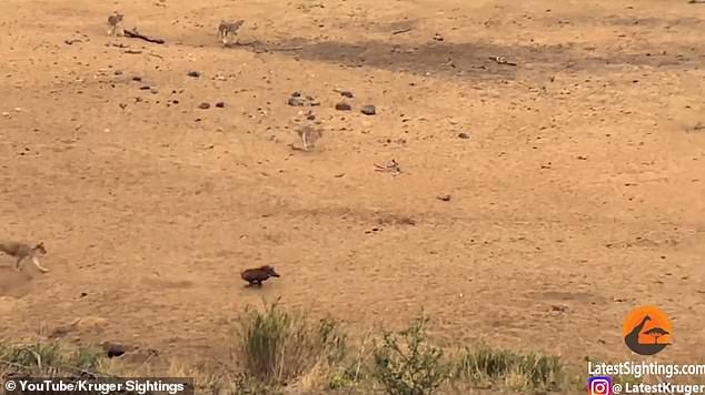 Video: 7 con sư tử dàn trận săn một con lợn rừng, kết quả &#34;bẽ mặt&#34; - 1
