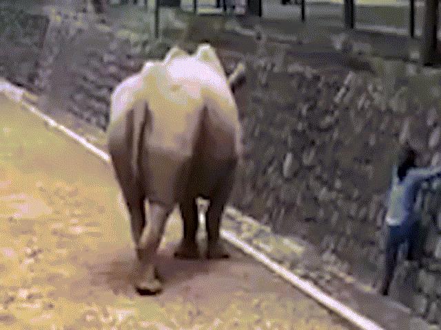 Phi thường - kỳ quặc - Cô gái liều mạng nhảy vào chuông tê giác để nhặt điện thoại