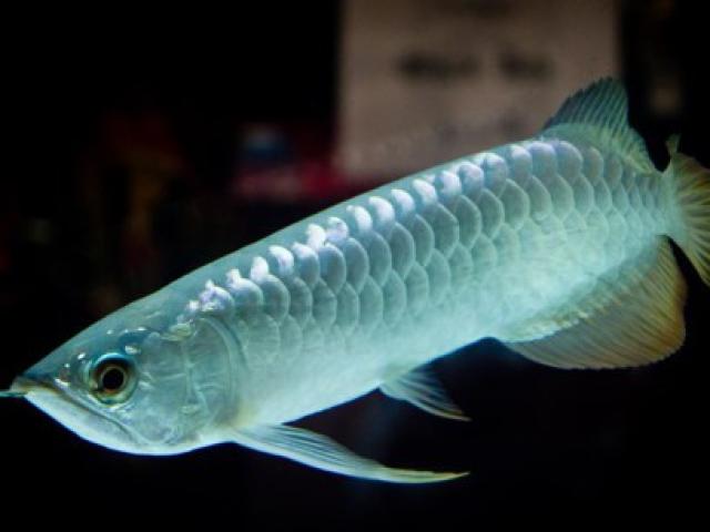 Thị trường - Tiêu dùng - Ngắm vẻ đẹp của con cá màu trắng có giá ngang 1 chiếc siêu xe