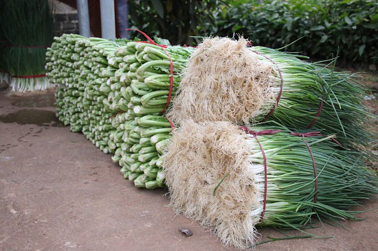 Ở nơi này dân khấm khá nhờ mỗi năm bán ra 3.000 tấn rau ngon - 5