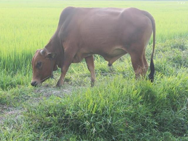 Pháp luật - Xét nghiệm ADN… cho bò để tìm chủ