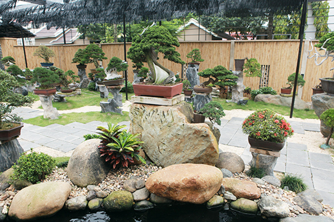 Với niềm đam mê cây cảnh Nhật Bản, anh Đinh Hồng Phong (Yên Dũng, Bắc Giang) đã sưu tầm cho mình cả một vườn cây cảnh nghệ thuật đến từ đất nước mặt trời mọc, trong đó chủ yếu là cây duyên tùng và thông.
