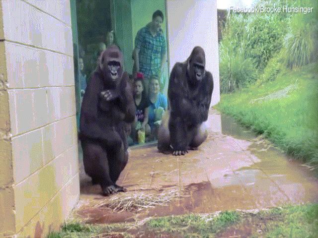 Thế giới - Video gia đình khỉ đột hớt hải tìm chỗ trú mưa như người gây sốt ở Mỹ