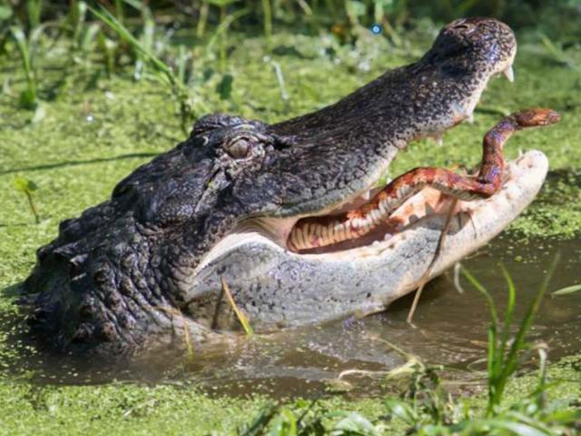 Phi thường - kỳ quặc - Rắn vật lộn tìm cách thoát khỏi hàm cá sấu và cái kết