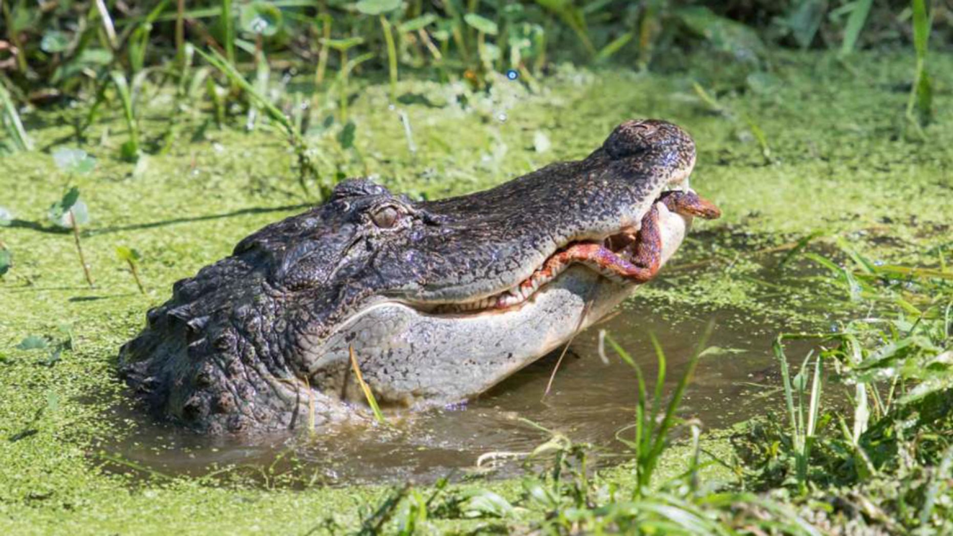 Rắn vật lộn tìm cách thoát khỏi hàm cá sấu và cái kết - 2