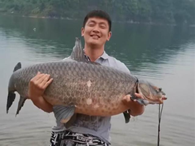 Thị trường - Tiêu dùng - Loay hoay hai tiếng mới đưa được vào bờ, cá "khủng" được trả giá hơn 3 triệu đồng