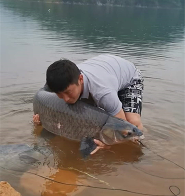 Loay hoay hai tiếng mới đưa được vào bờ, cá "khủng" được trả giá hơn 3 triệu đồng - 2