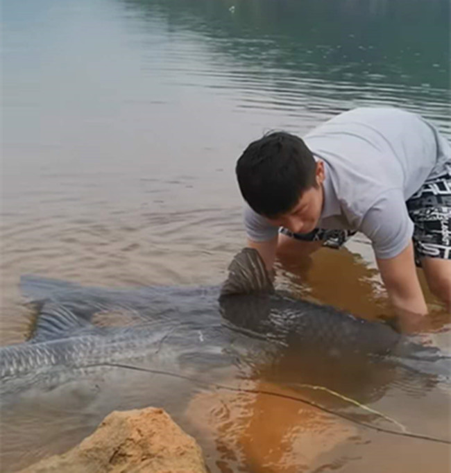 Loay hoay hai tiếng mới đưa được vào bờ, cá "khủng" được trả giá hơn 3 triệu đồng - 1