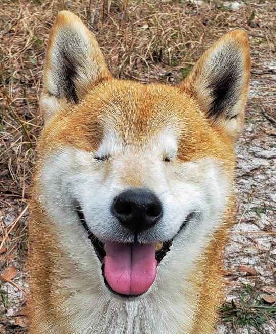 Chàng phượt thủ cõng cún cưng bị mù du ngoạn ngàn dặm - 2